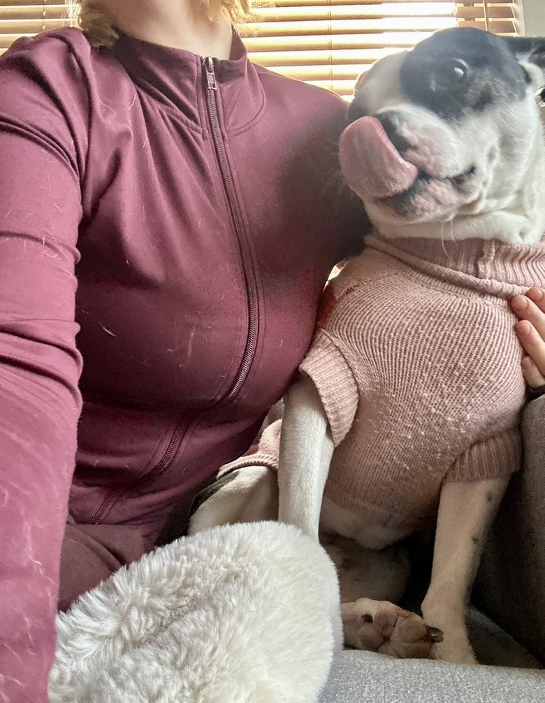 Boston terrier in a sweater