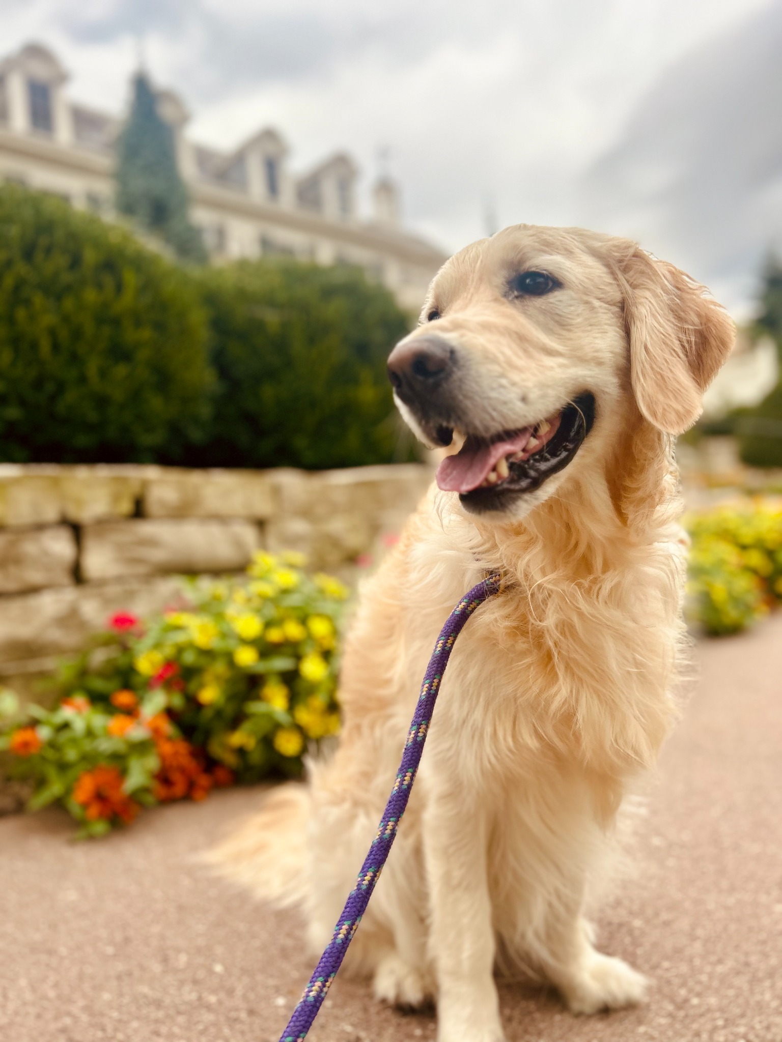 Golden retriever in flowers