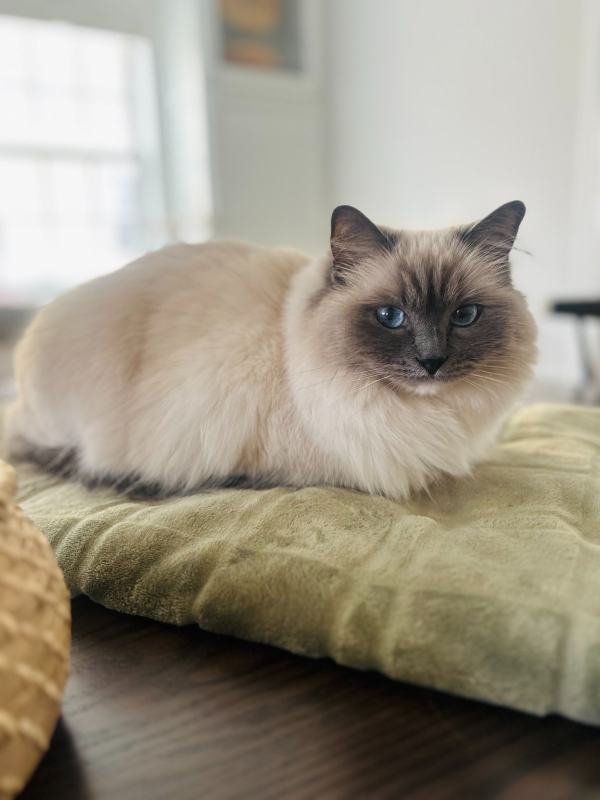 Pet Life
